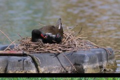 Couvee-Poule-eau
