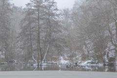 Héron sous la neige