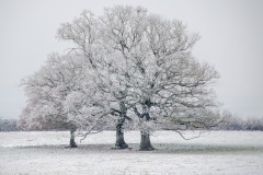 Les 3 blancs
