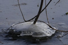 fleur-de-glace