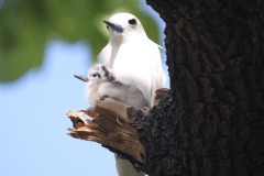 Didier-R-pays-des-oiseaux-3