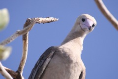 Didier-R-pays-des-oiseaux-4