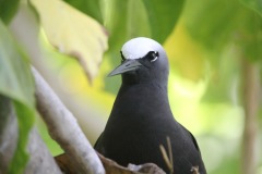 Didier-R-pays-des-oiseaux-5