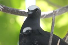 Didier-R-pays-des-oiseaux-6