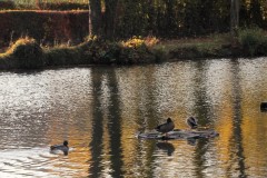 IMG_8602-4