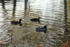 IMG_8618-2