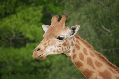 2020_02_Picod_Animaux_1
