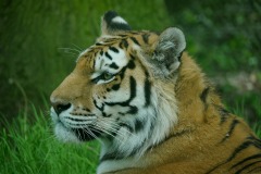 2020_02_Picod_Animaux_3