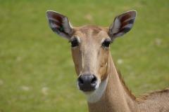 2020_02_Picod_Animaux_4