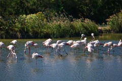 2020_02_Picod_Animaux_6