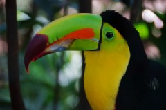 2020_02_Picod_Animaux_7