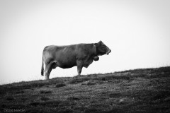 La Mongie, Pyrénées, 2008
