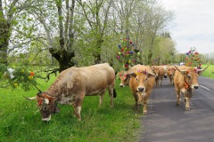 IMG_4795-copie