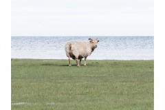 Animaux-Jacqueline-Cherfils-4