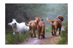 Animaux-Jacqueline-Cherfils-6