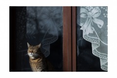 Animaux-Jacqueline-Cherfils-7