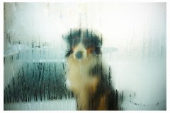 Animaux-Jacqueline-Cherfils