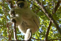 animaux_JPLC-12