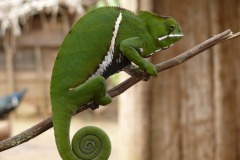 animaux_JPLC-2