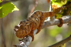 animaux_JPLC-3