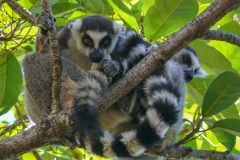 animaux_JPLC-6