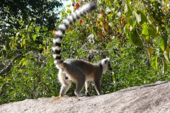 animaux_JPLC-7