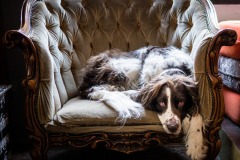 GRANGER_ANIMAUX-2