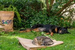 GRANGER_ANIMAUX