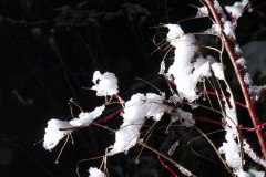 20121207_0_0066