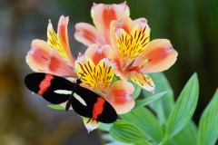2020_03-Picod-Libre_6