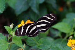 2020_03-Picod-Libre_8