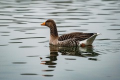 ClaudeG-ANIMALIER-15