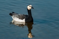 ClaudeG-ANIMALIER-17