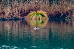 ClaudeG-ANIMALIER-26
