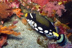 ALOR-2012-157-copie