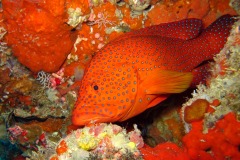 MALDIVES-2014-G11-204-copie