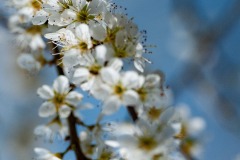 Claude-G-blanc-nature1