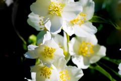Claude-G-blanc-nature2