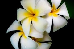 Claude-G-blanc-nature3