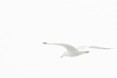 Claude-G-blanc-nature4