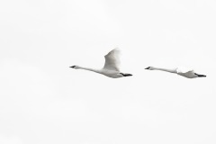 01032020-_RCM7593