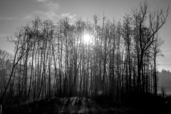 DSCF3849