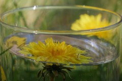 2020_04-Picod-Transparence_6