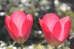 IMG_9101-2