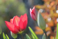 IMG_9106-2