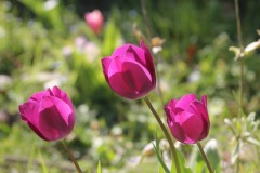 IMG_9114