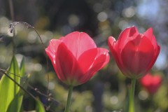 IMG_9118-2