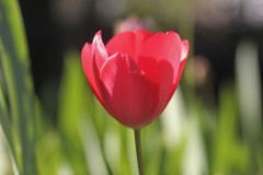 IMG_9129-2