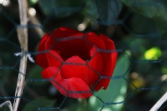 IMG_9249-2