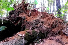 2020-04-11_nature-morte-1